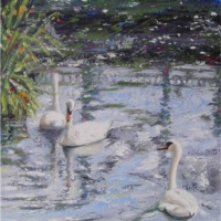 Study of Swans I