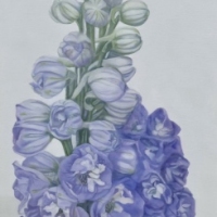 Mount Delphinium